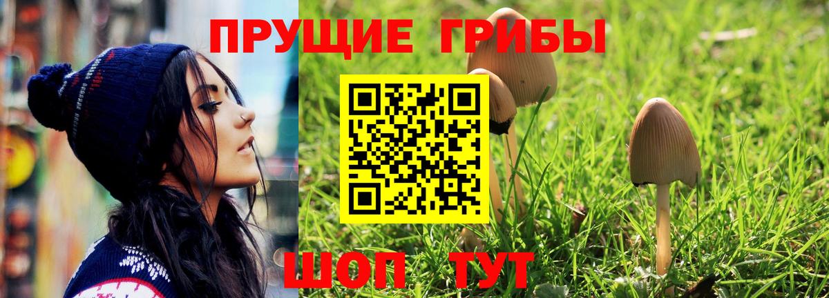 Псилоцибиновые грибы Cubensis Санкт-Петербург